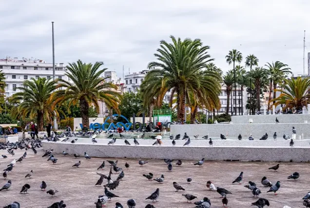 A gathering of pigeons foraging on the ground in front of the Palace of Justice, with its majestic architecture set against a cloudy sky.