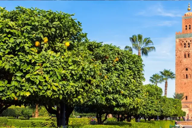 A peaceful view of the Koutoubia Gardens in Marrakech, Morocco, showcasing beautiful greenery and traditional Moroccan walls.